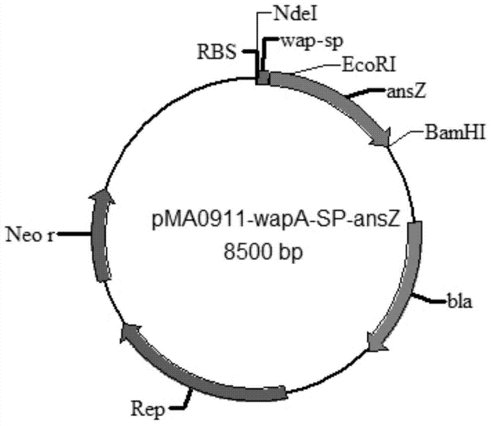 Signal peptide capable of improving secretion efficiency, and applications thereof