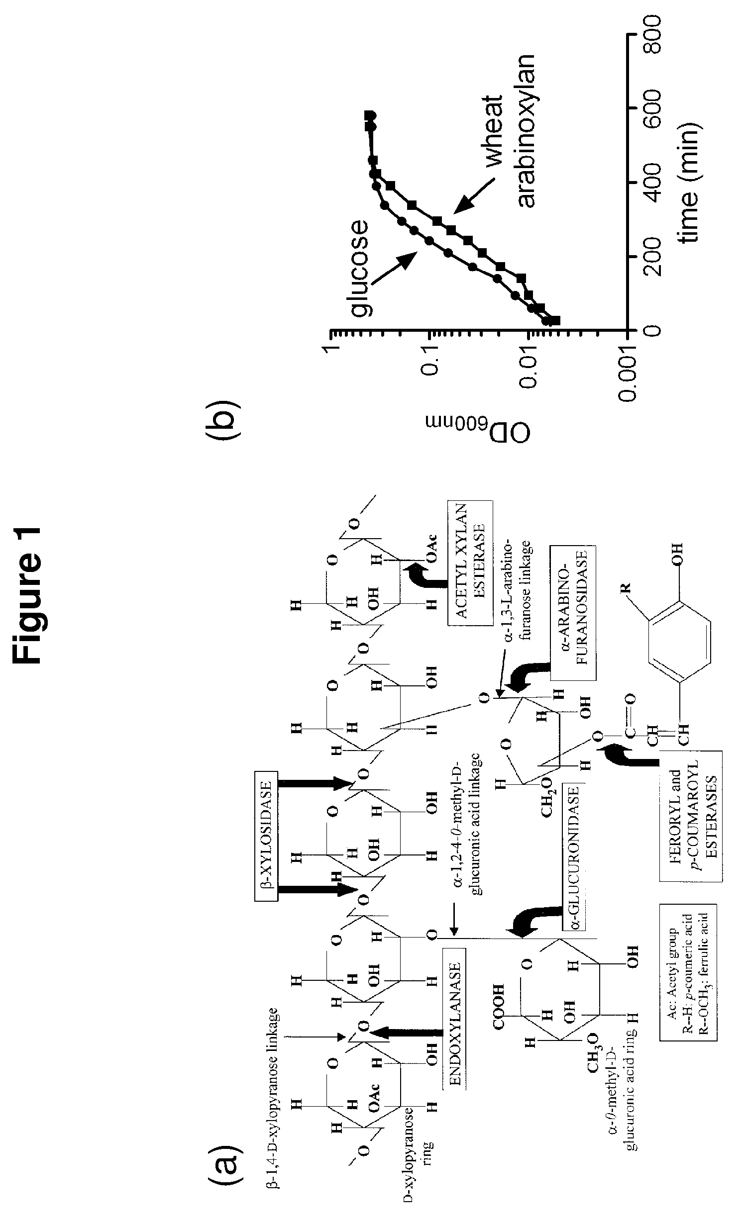 Hemicellulose-degrading enzymes