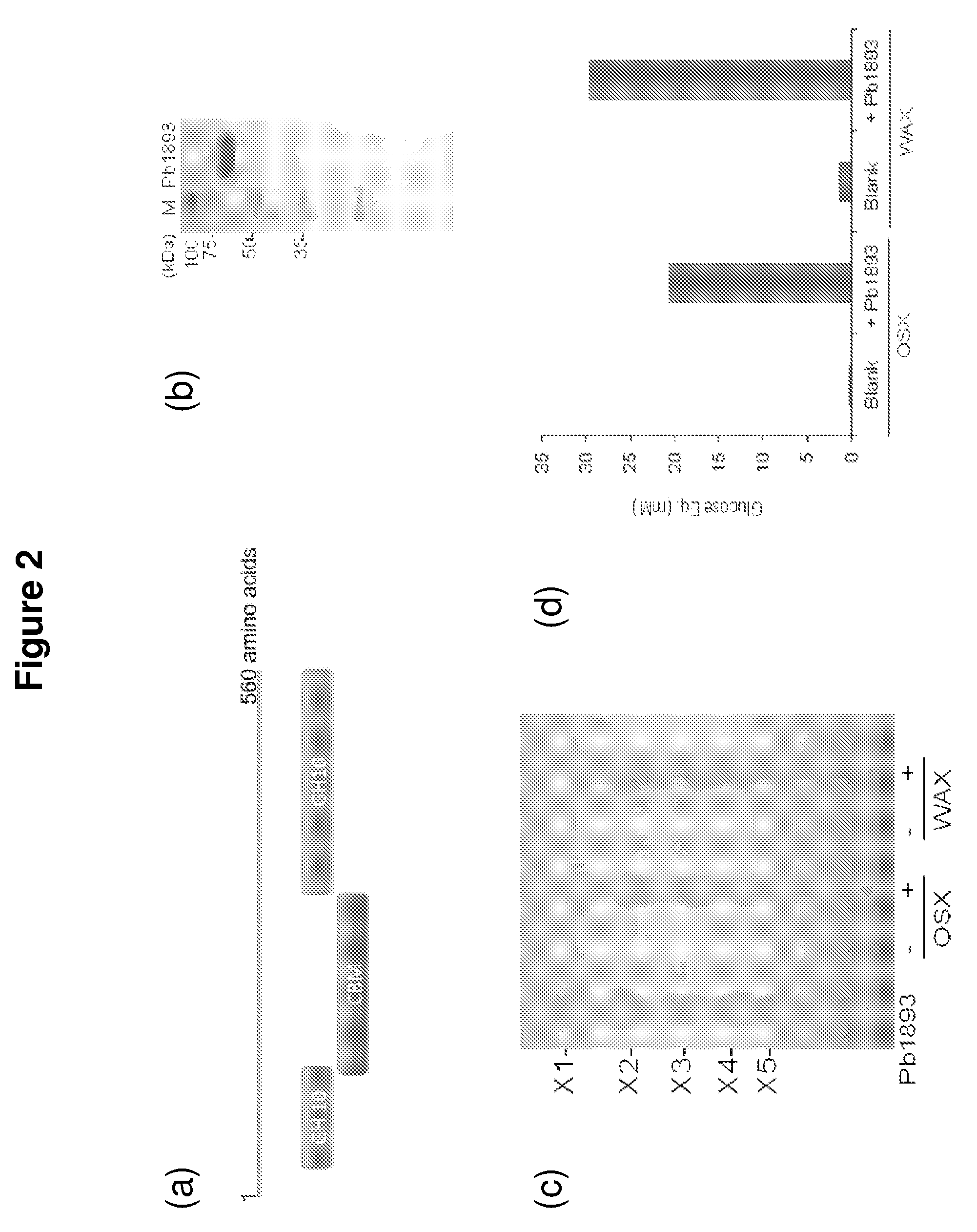 Hemicellulose-degrading enzymes