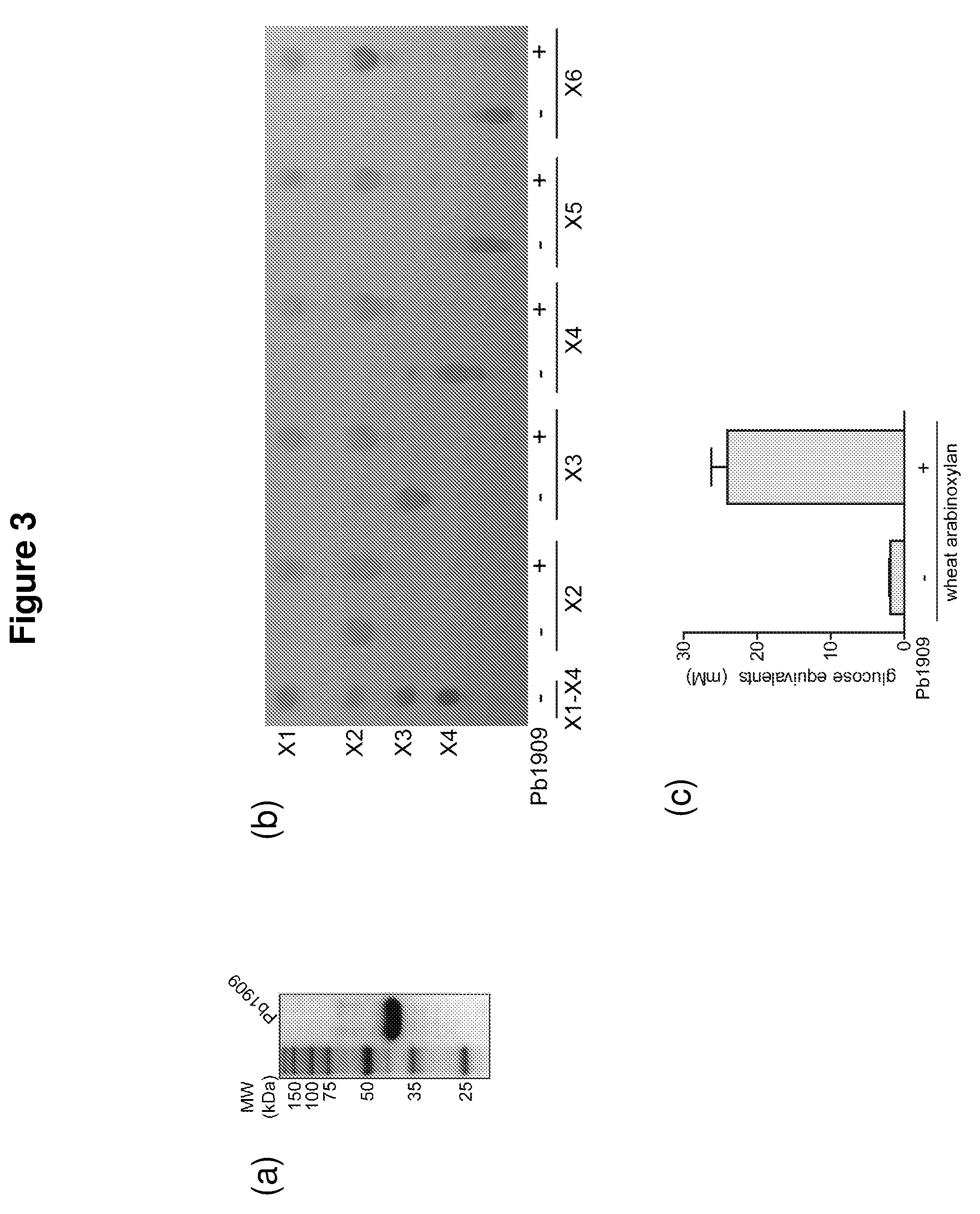 Hemicellulose-degrading enzymes