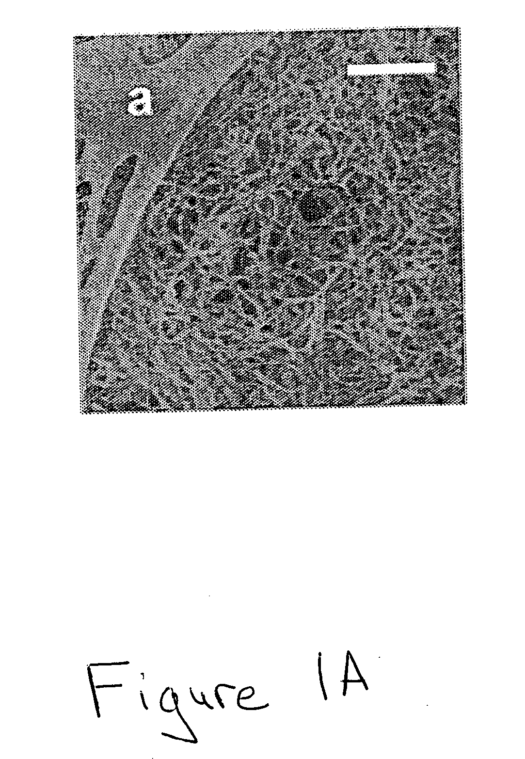 Methods for osmylating and ruthenylating single-walled carbon nanotubes