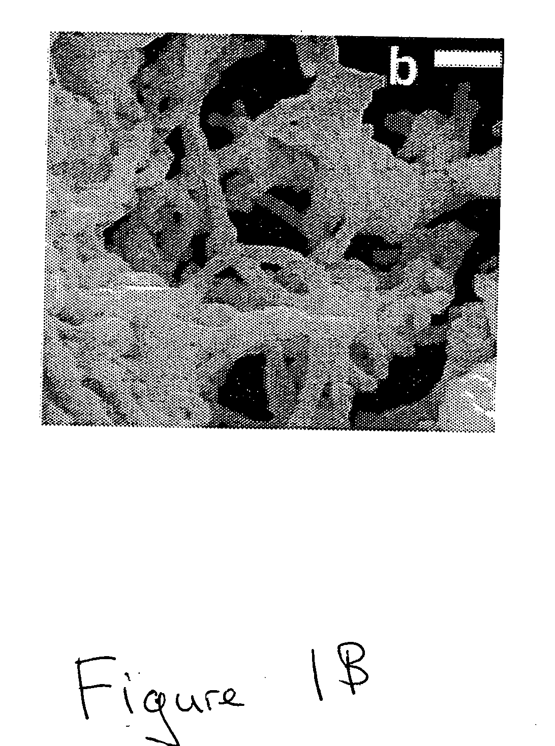 Methods for osmylating and ruthenylating single-walled carbon nanotubes