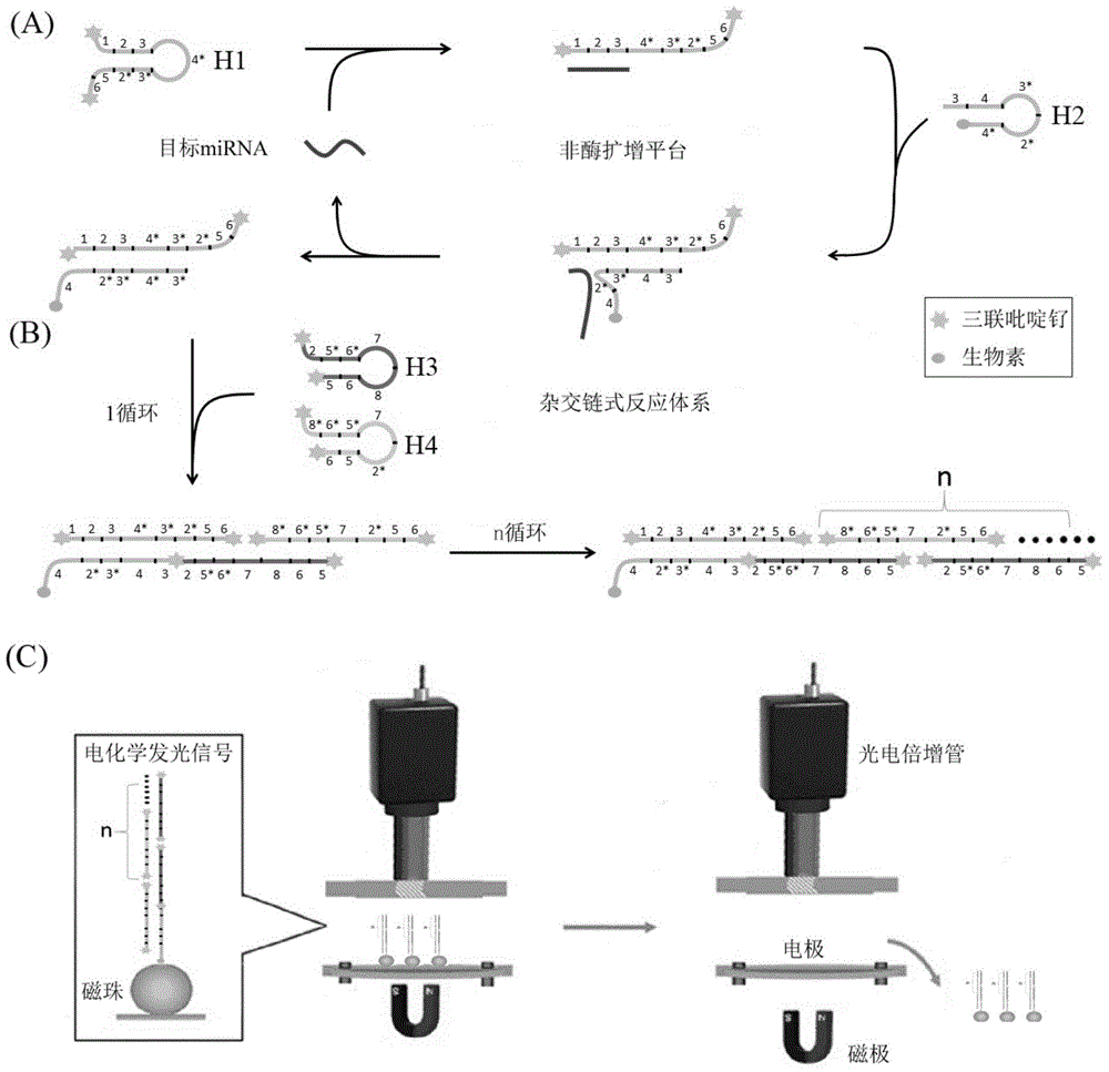 MicroRNA trace detection method based on exponential order non-enzymatic amplification and electrochemical luminescence principle