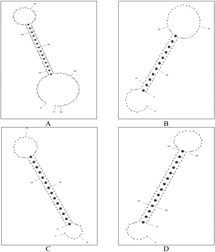 MicroRNA trace detection method based on exponential order non-enzymatic amplification and electrochemical luminescence principle