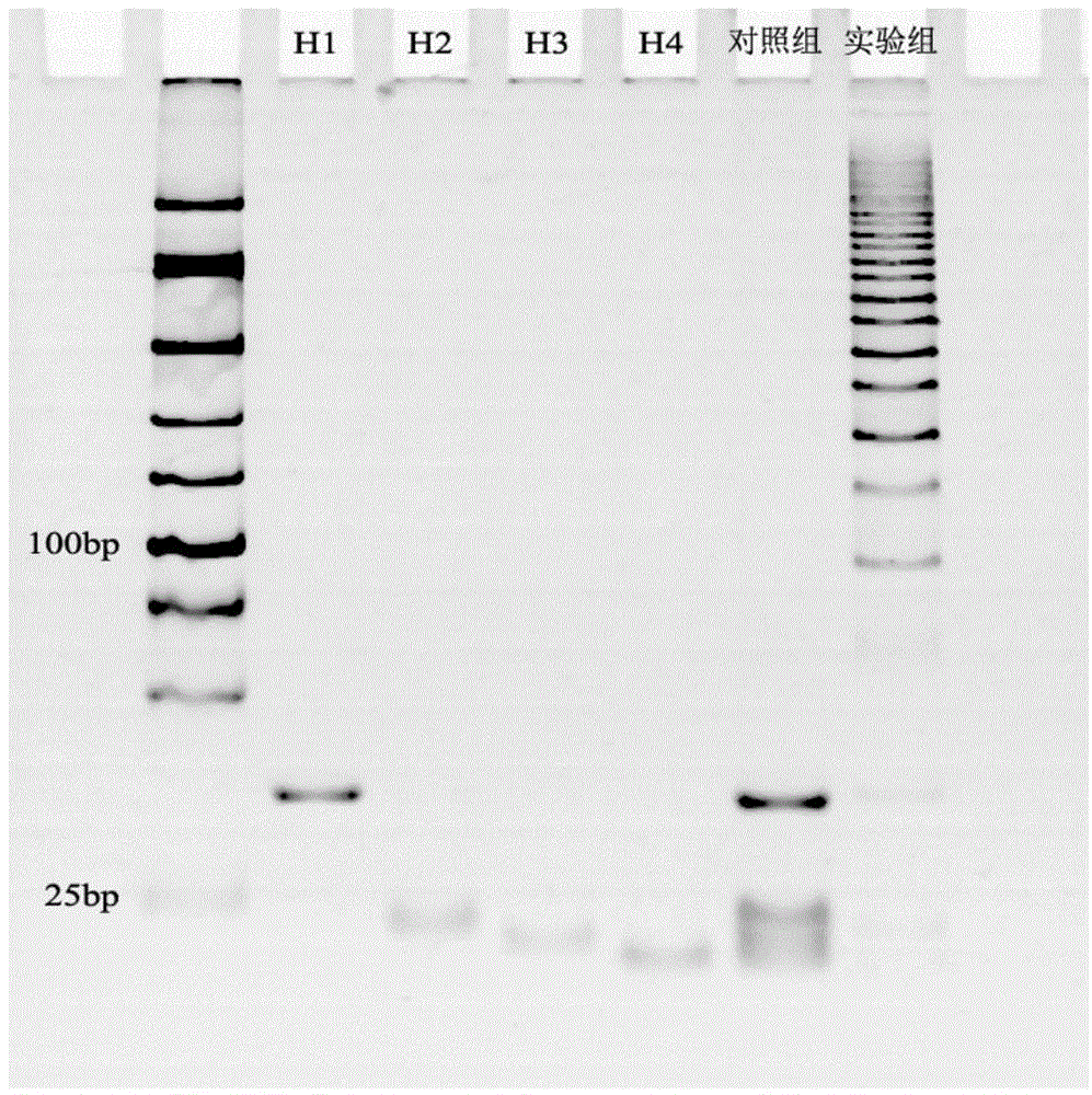 MicroRNA trace detection method based on exponential order non-enzymatic amplification and electrochemical luminescence principle