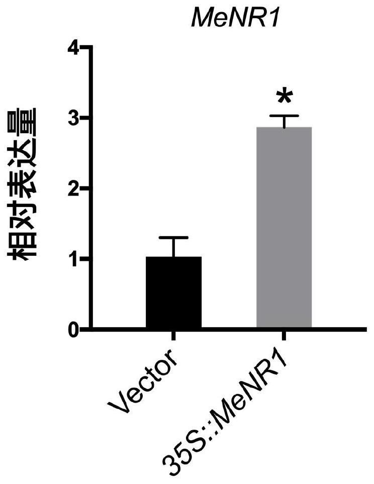 Construction and disease resistance application of a cassava nitrate reductase gene and its overexpression vector