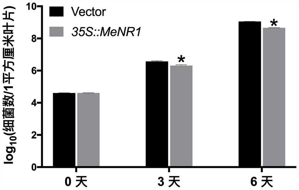 Construction and disease resistance application of a cassava nitrate reductase gene and its overexpression vector