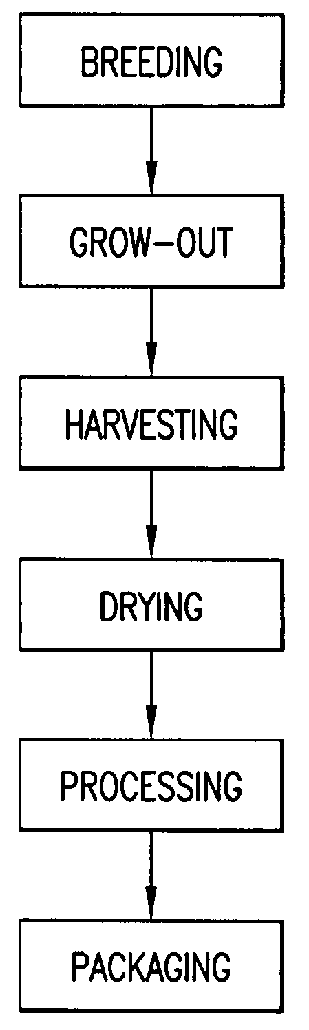 Production and processing of insects for transformation into protein meal for fish and animal diets