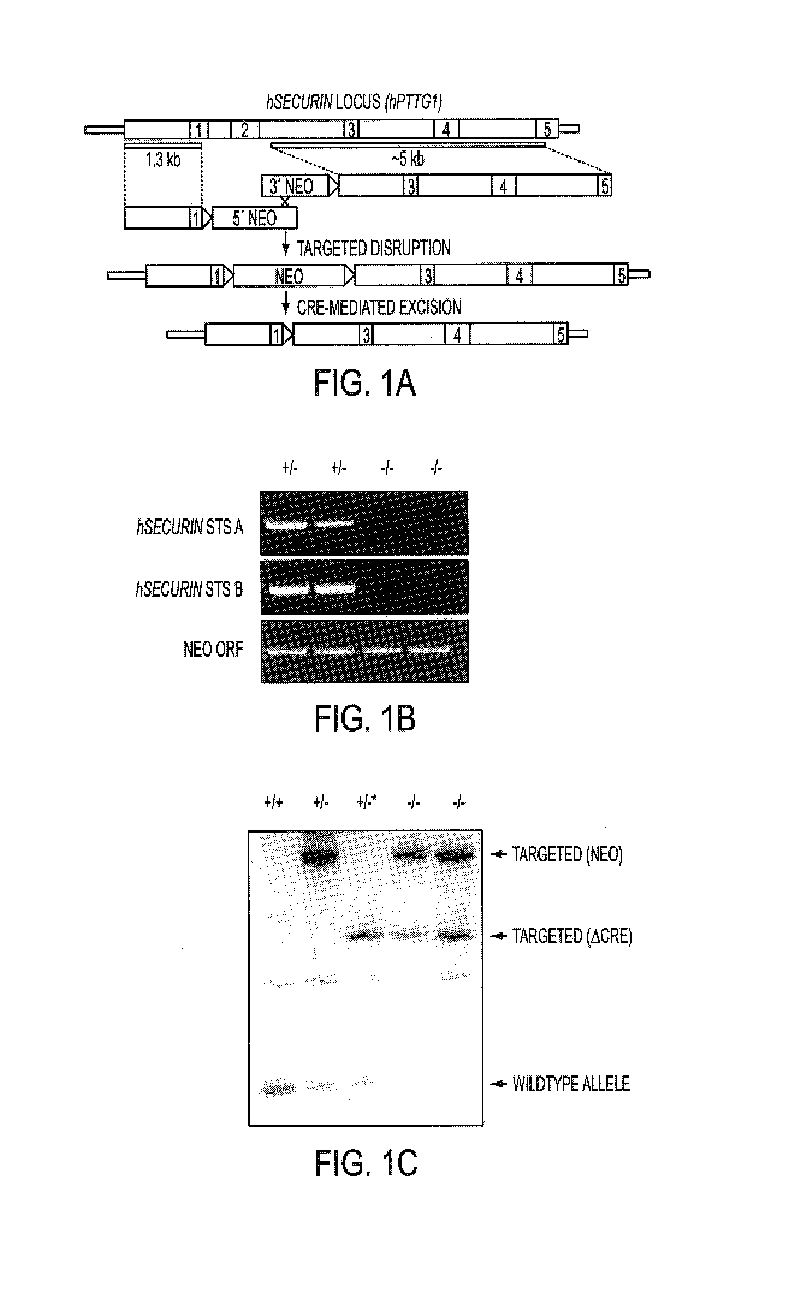 Securin is required for chromosomal stability in human cells