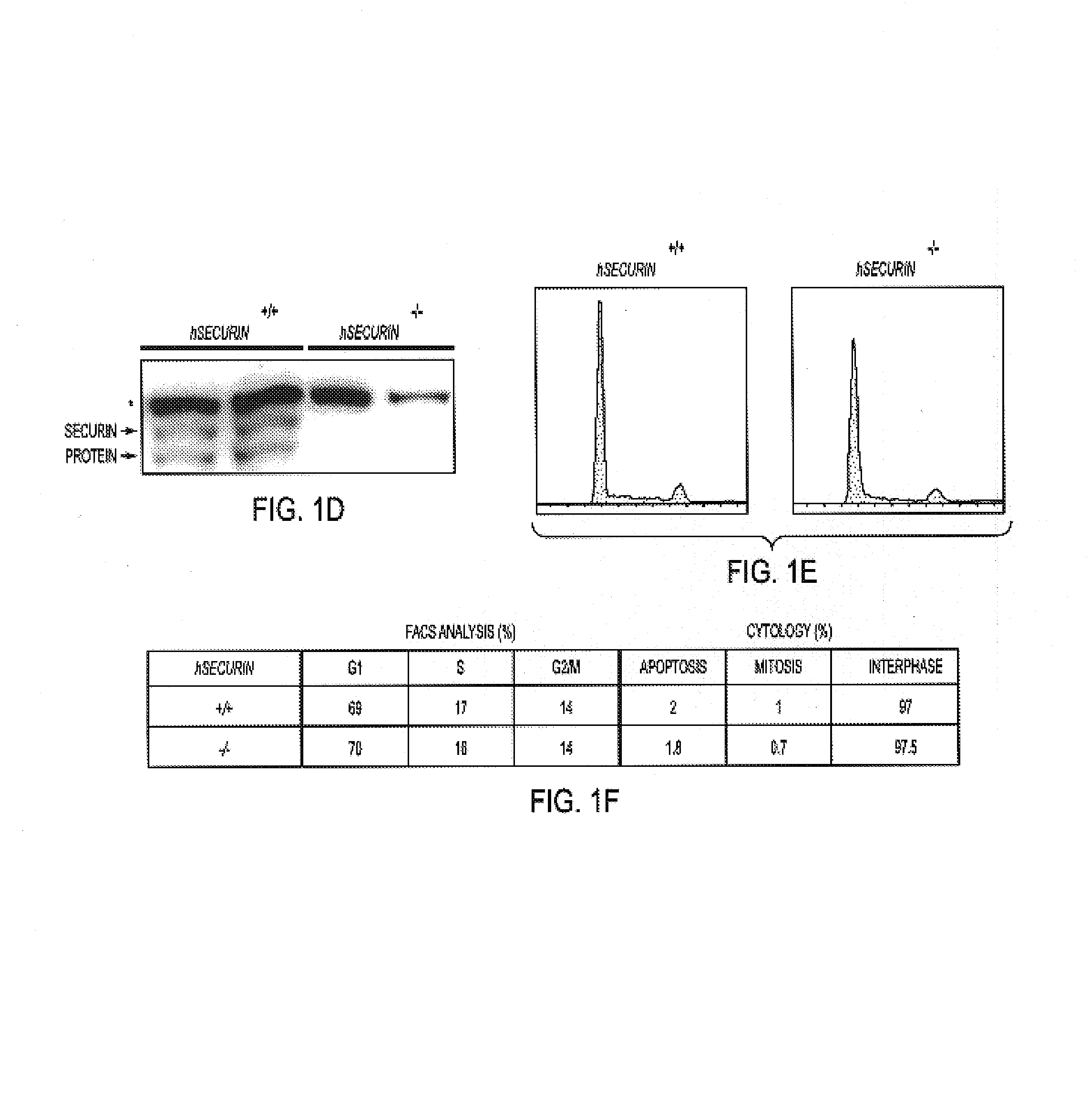 Securin is required for chromosomal stability in human cells