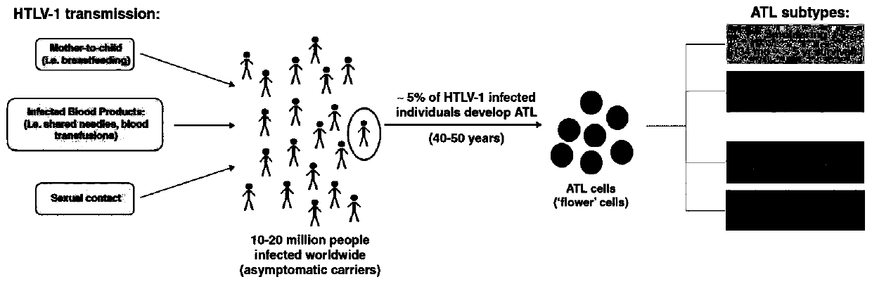 A car-t therapeutic vector for t lymphocytic leukemia and its construction method and application