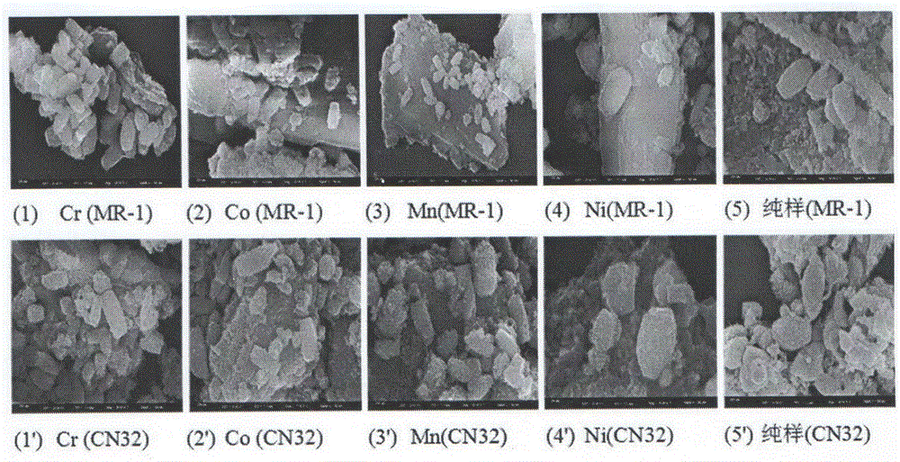 Biological method for preparing ferrite-bismuth ferrite composite fluorescent material