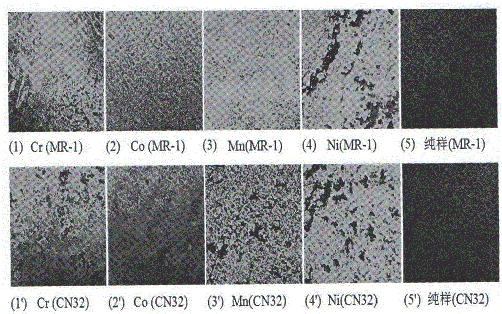 Biological method for preparing ferrite-bismuth ferrite composite fluorescent material