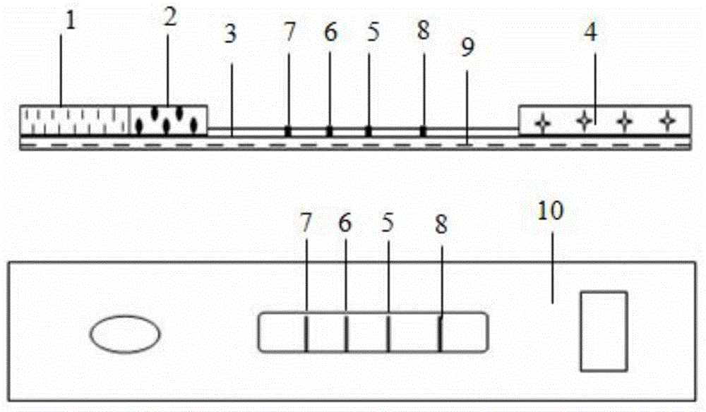 Triple rapid detection kit of three avian respiratory diseases, and application thereof