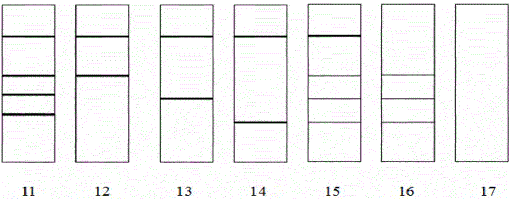 Triple rapid detection kit of three avian respiratory diseases, and application thereof