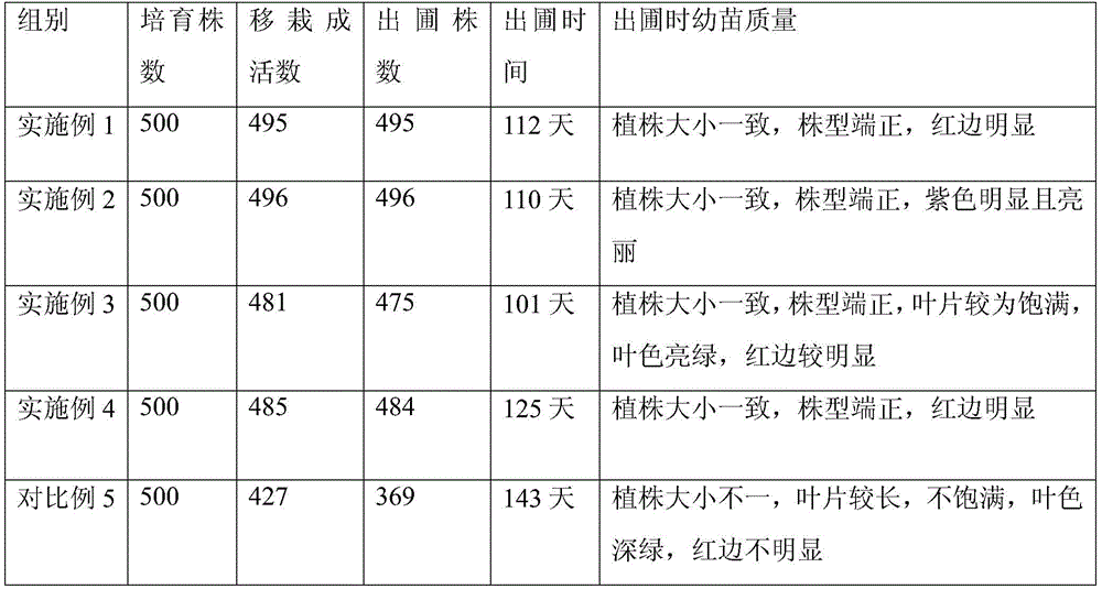 Cultivation method for echeveria succulent plants