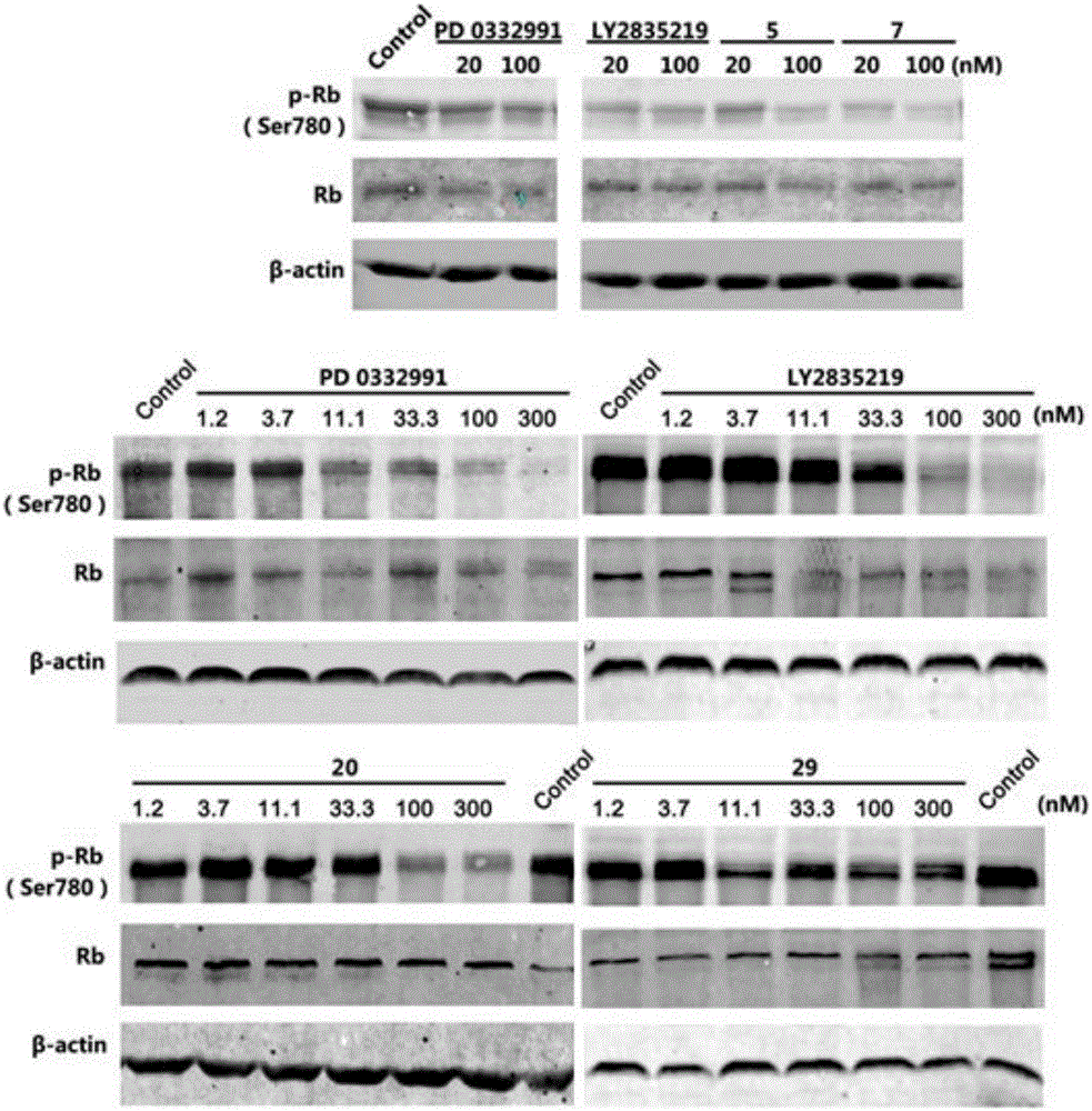 Pyridylpyrimidyl amine compounds or pyridylpyridyl amine compounds and application thereof