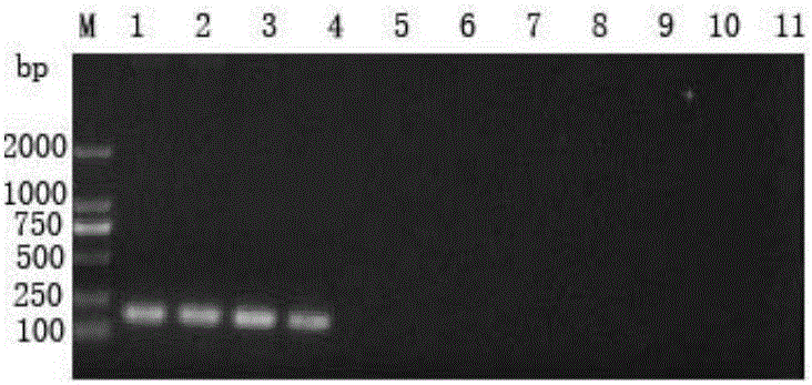 Aeromonas salmonicida SYBR Green I real-time quantitive PCR (Polymerase Chain Reaction) detection method and application thereof