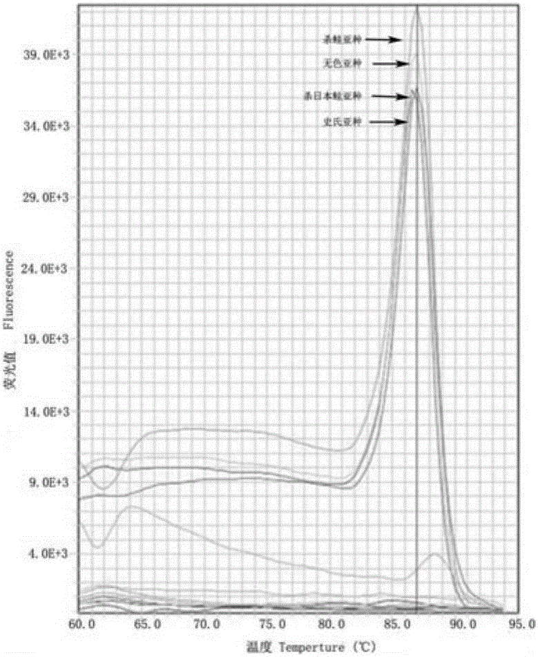 Aeromonas salmonicida SYBR Green I real-time quantitive PCR (Polymerase Chain Reaction) detection method and application thereof