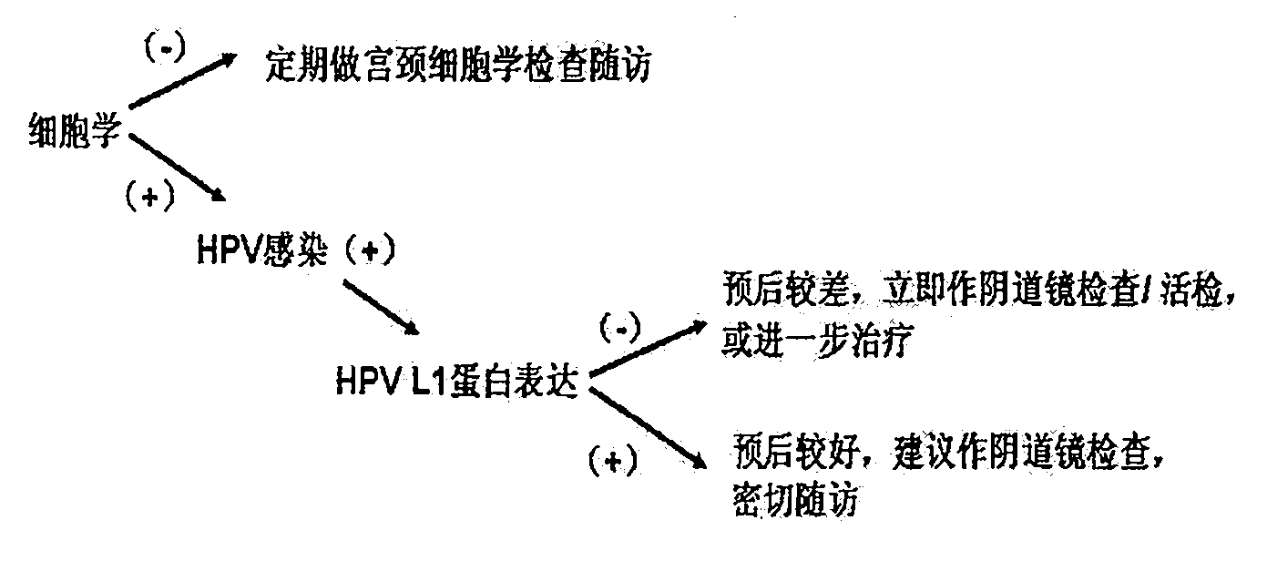 Human papilloma virus (HPV) capsid protein L1 polypeptide and preparation and application thereof