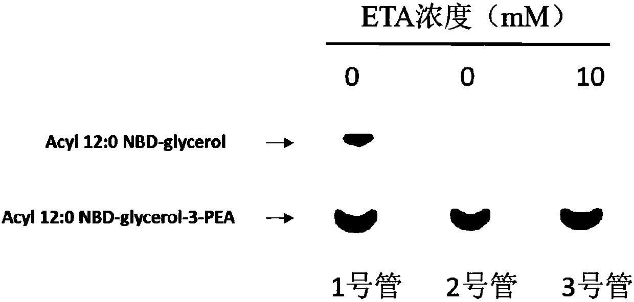 Small-molecule inhibitor for polymyxin drug resistance proteins and application thereof