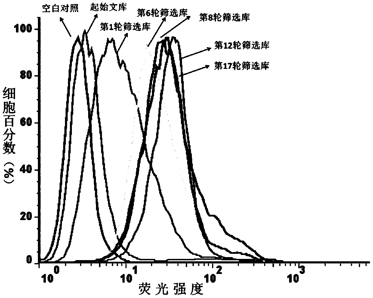 A nucleic acid aptamer for recognizing doxorubicin-resistant breast cancer cells and its screening method and application