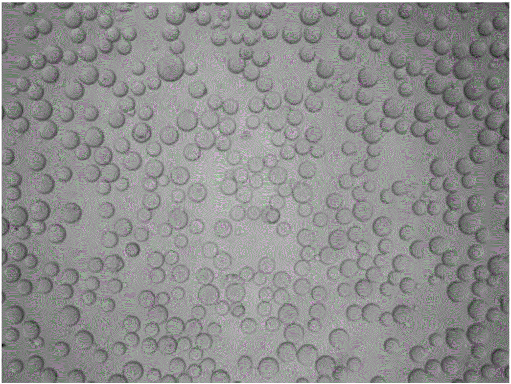 Method for preparing agarose cross-linked gel microspheres