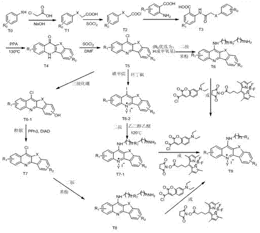 Methylbenzofuran quinoline type biological probe, and preparation method and application thereof