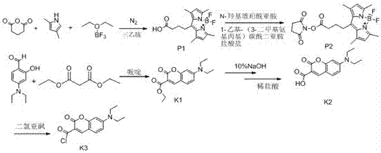 Methylbenzofuran quinoline type biological probe, and preparation method and application thereof