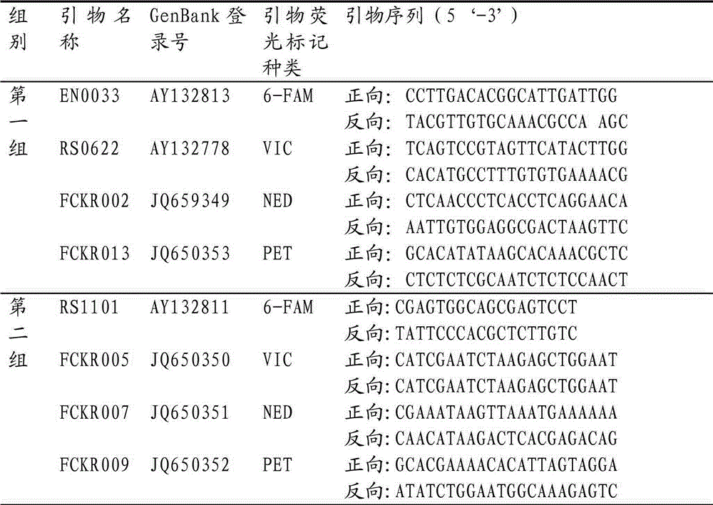 Simplified releasing method capable of accurately tracing released Fenneropenaeus chinensis