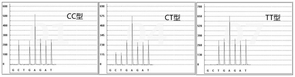 Detection kit and detection method for calcium ion antagonist metabolism marker and application thereof