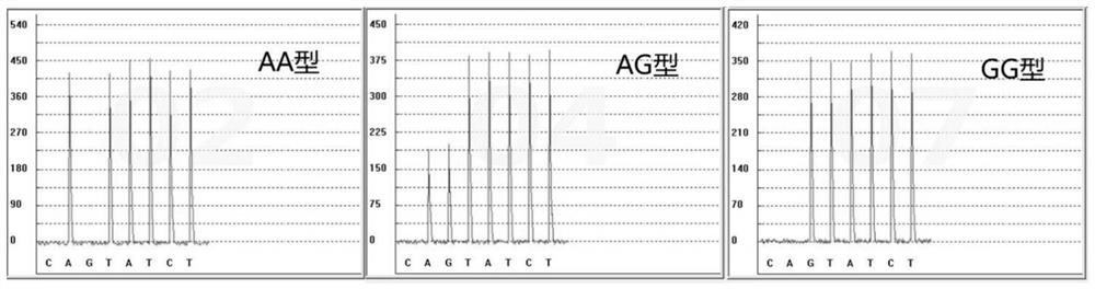 Detection kit and detection method for calcium ion antagonist metabolism marker and application thereof