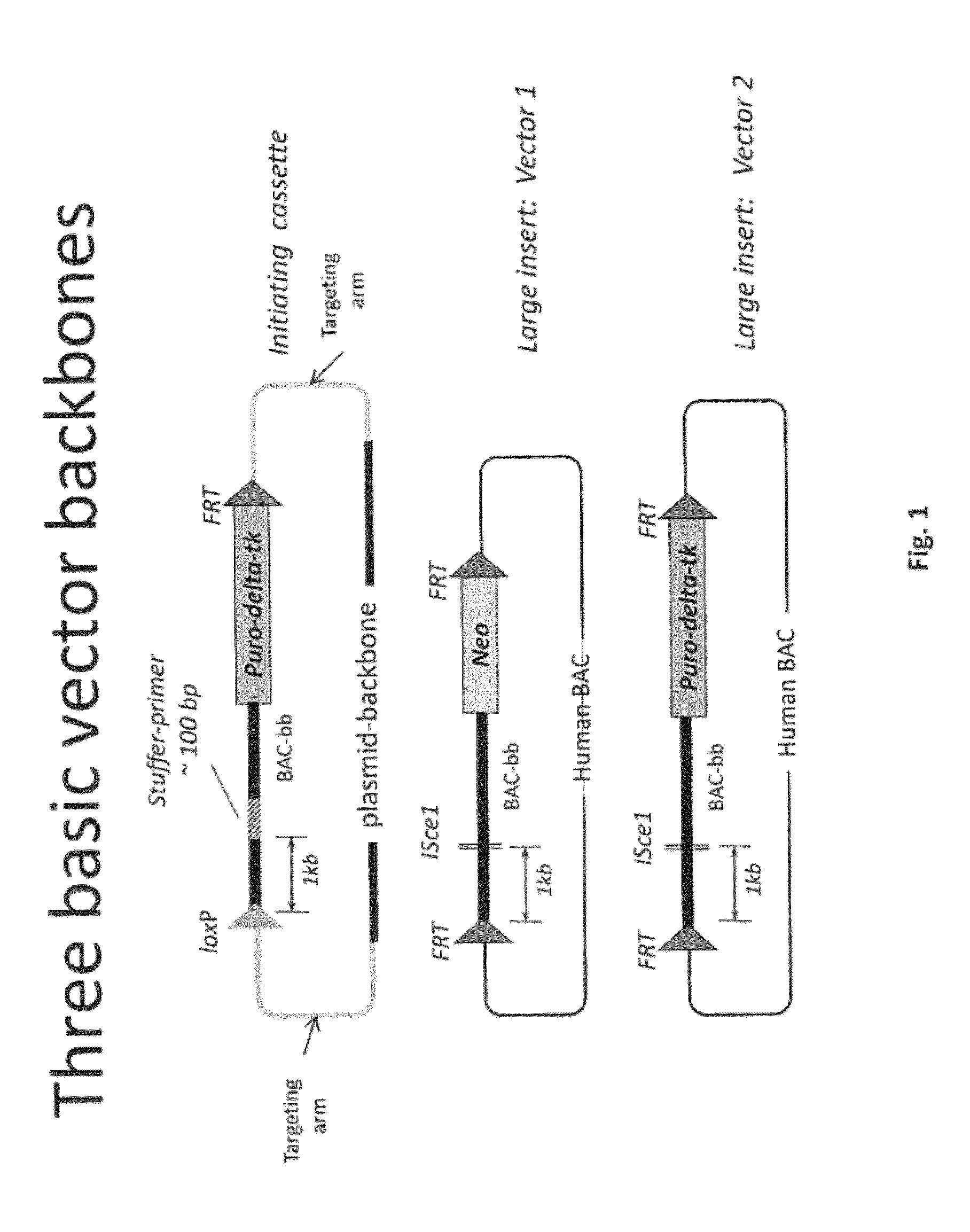 Animal Models and Therapeutic Molecules