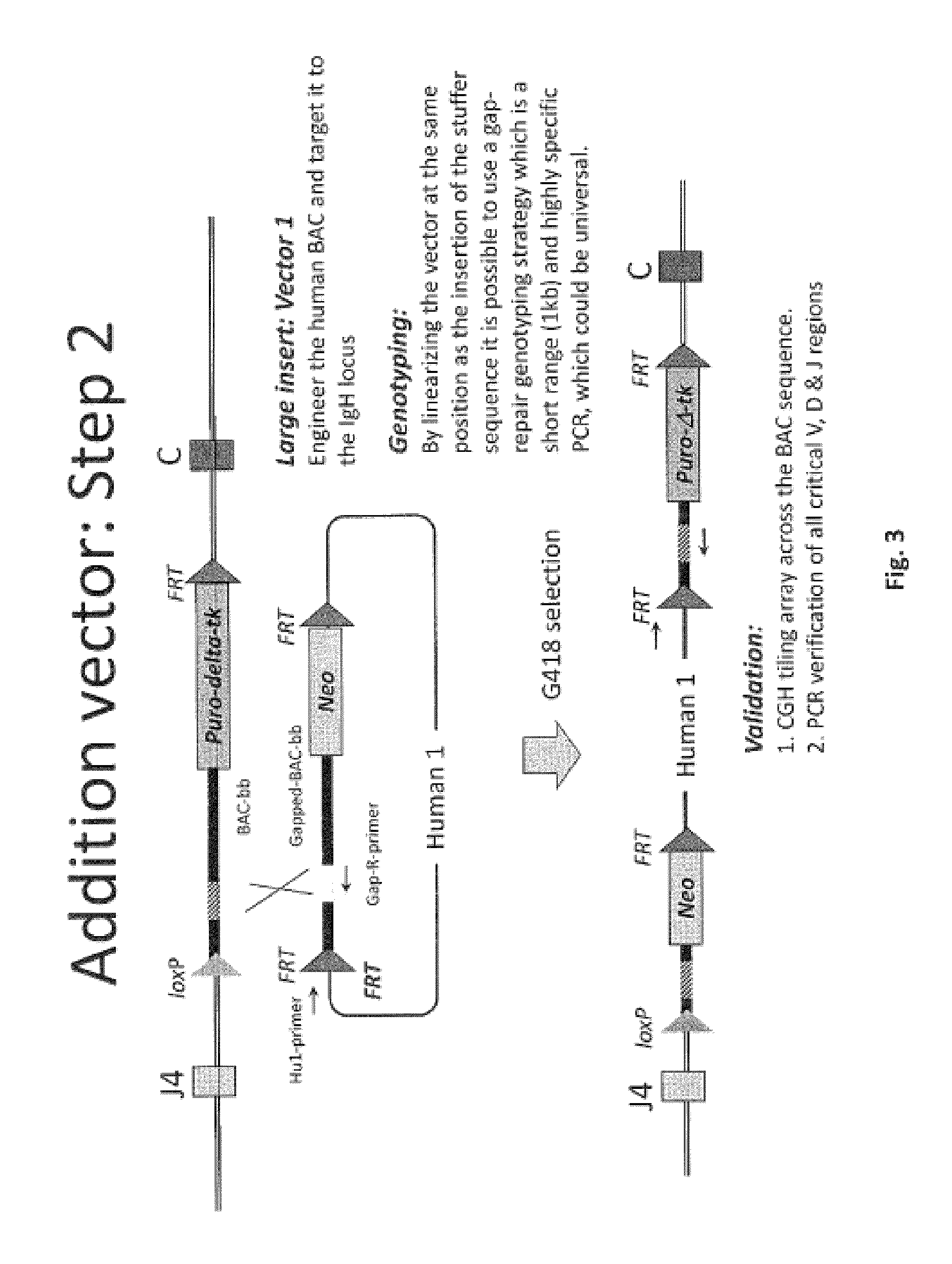 Animal Models and Therapeutic Molecules