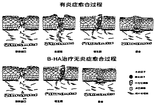 Novel application of hyaluronic acid fragment and stable making method