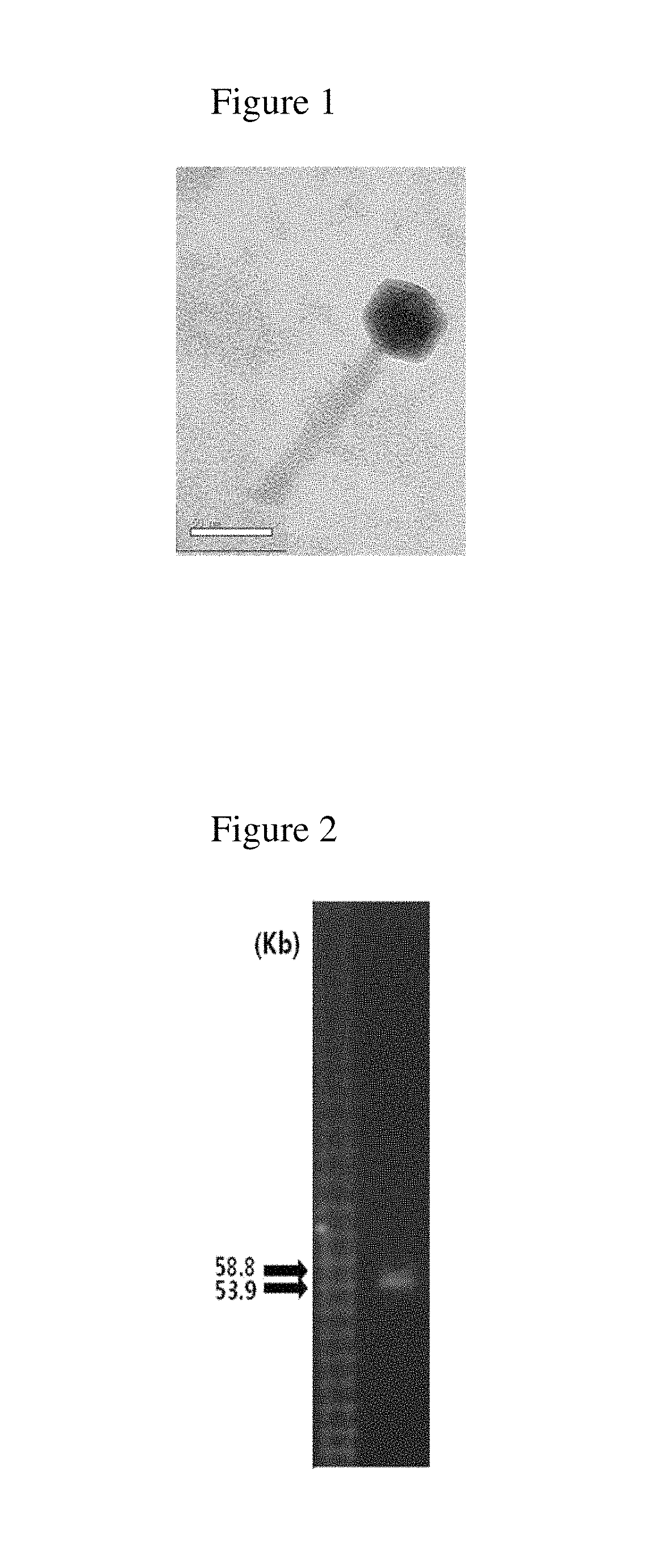 Bacteriophage and antibacterial composition comprising the same