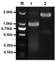 Xanthomonadins synthesis related gene and application thereof in constructing colorless xanthan gum genetically engineered bacteria