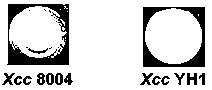 Xanthomonadins synthesis related gene and application thereof in constructing colorless xanthan gum genetically engineered bacteria