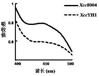 Xanthomonadins synthesis related gene and application thereof in constructing colorless xanthan gum genetically engineered bacteria