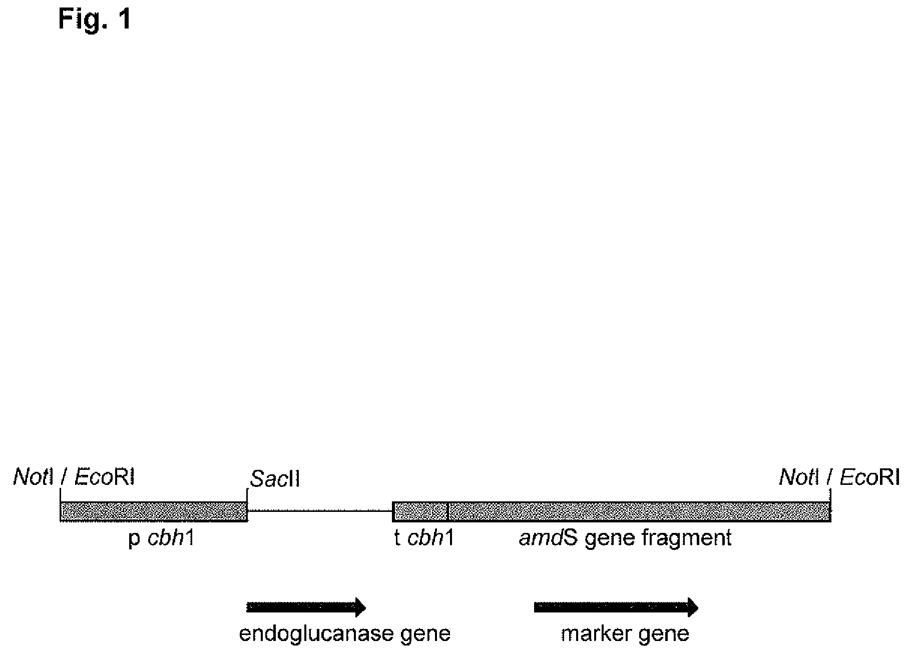 Fungal endoglucanases, their production and use