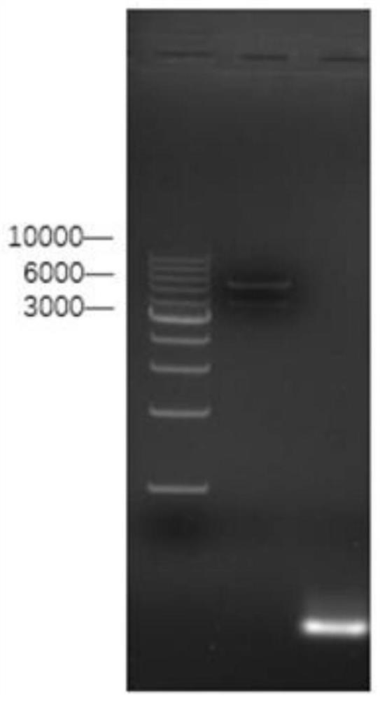 Macadamia plant defensin and its application