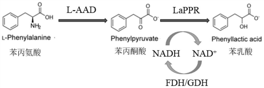 Method for synthesizing L-phenyllactic acid through whole-cell catalysis of recombinant microorganisms