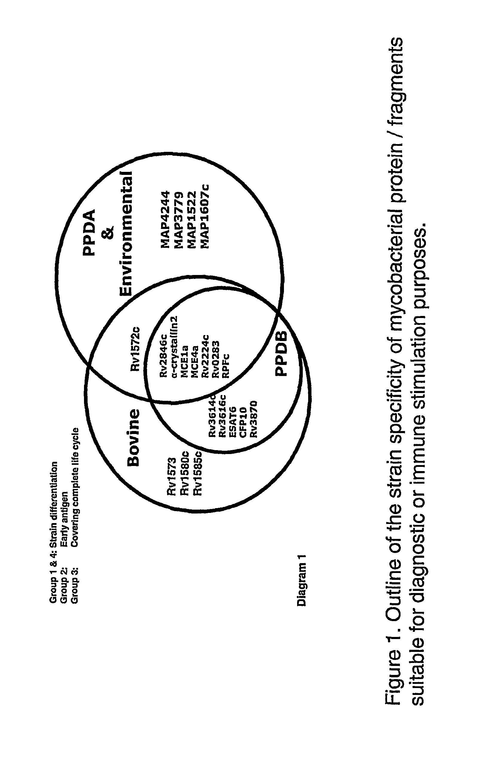 Assays for diagnosis of tuberculosis and uses thereof