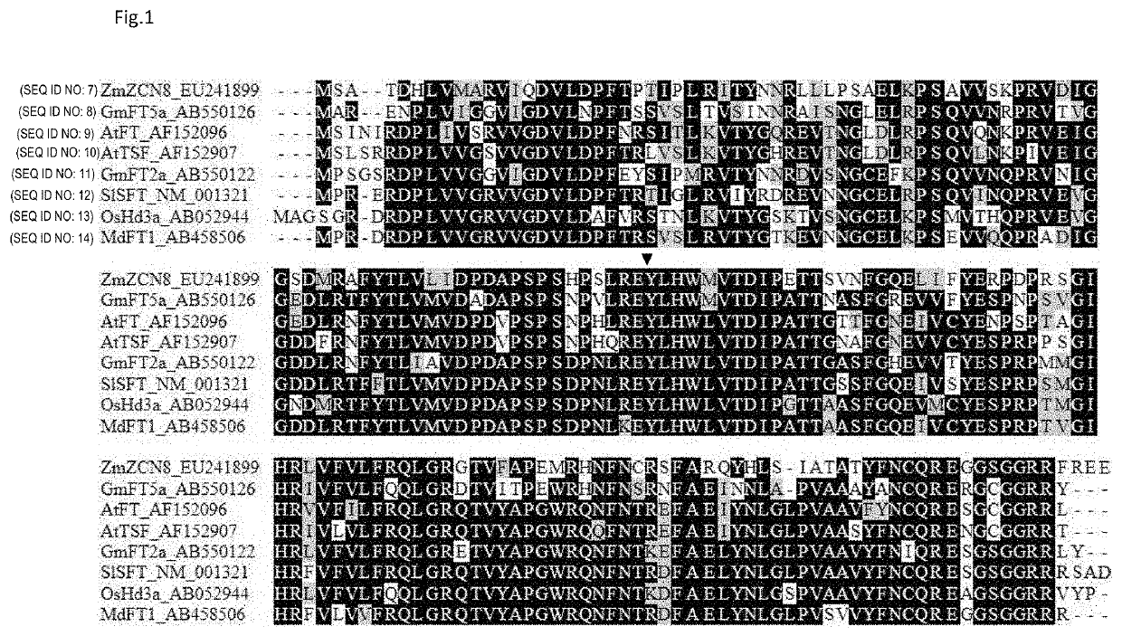 Mutant-type flowering-inducing gene, transformed plant having the mutant-type flowering-inducing gene, and flowering regulation method using the mutant-type flowering-inducing gene