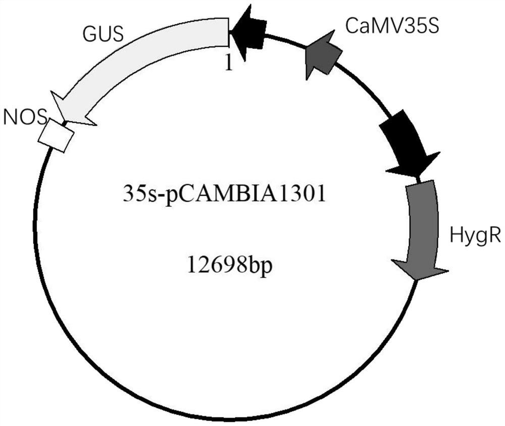 An Arabidopsis thaliana seed iron accumulation regulatory gene ino and its encoded protein and application