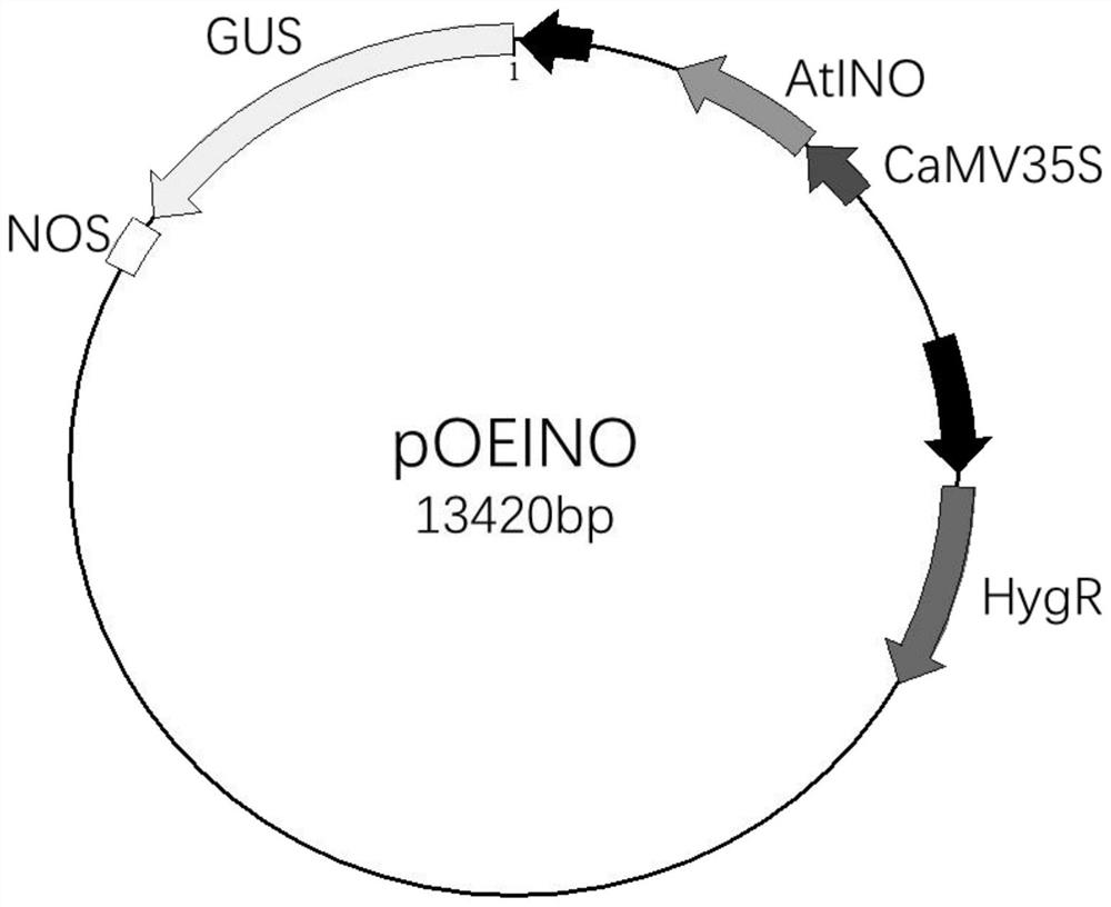 An Arabidopsis thaliana seed iron accumulation regulatory gene ino and its encoded protein and application