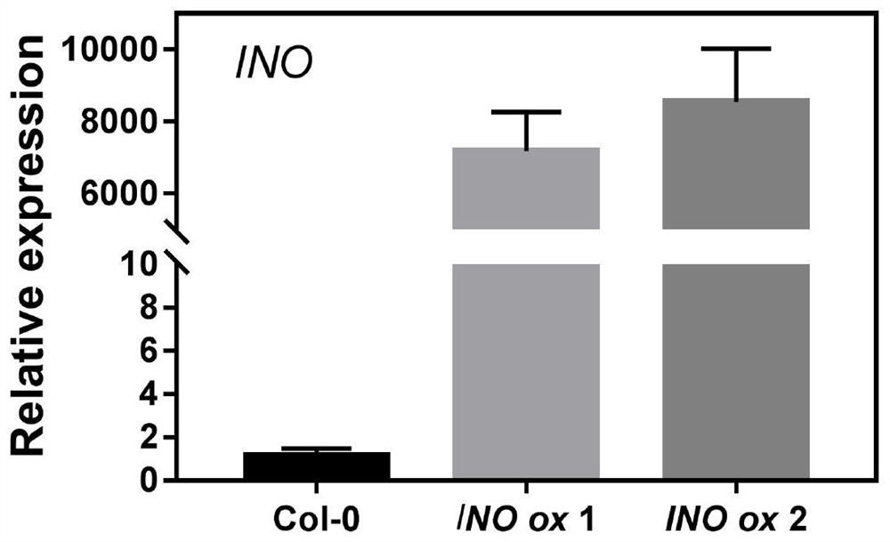 An Arabidopsis thaliana seed iron accumulation regulatory gene ino and its encoded protein and application