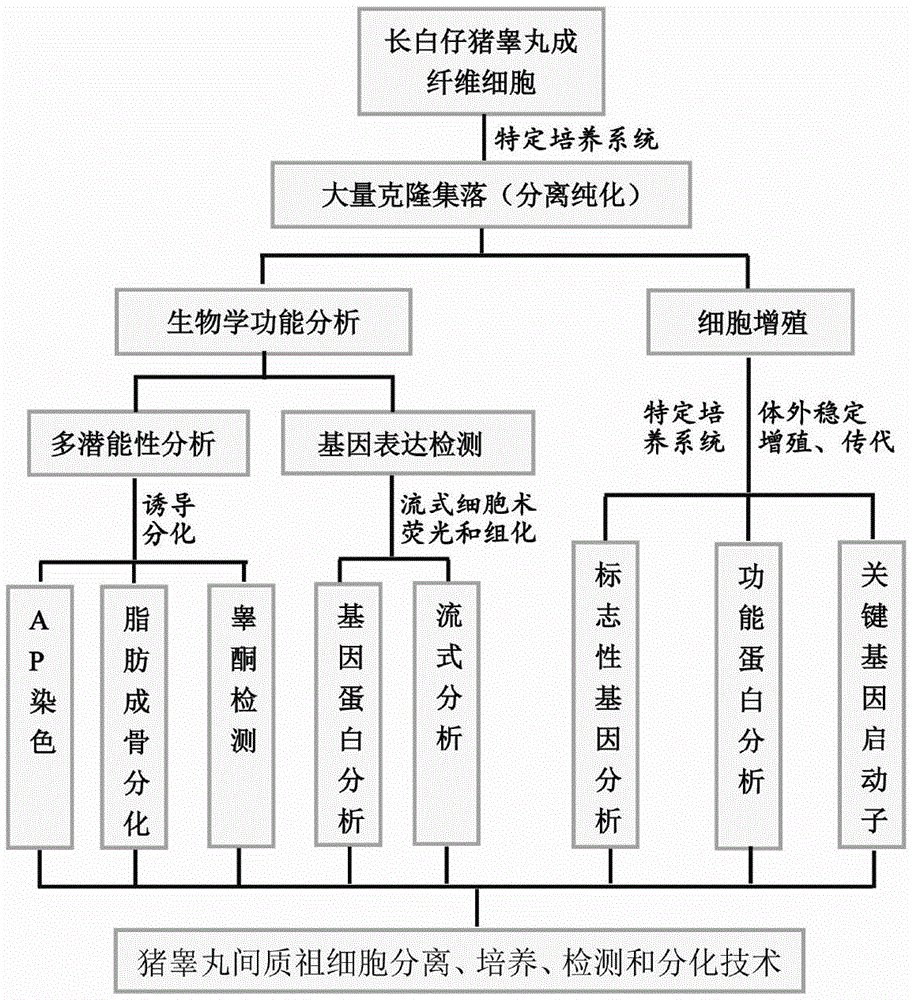 Long-term culture method for swine testicle mesenchymal progenitor cells