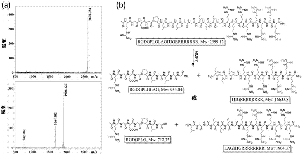 Anti-tumor peptide molecule with multiplex targeting performance and selectivity and application thereof