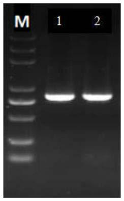 Portunus trituberculatus C-type lectin PtCLec2 gene and encoded protein thereof and application of encoded protein